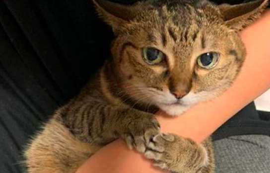 只要主人在家里，猫咪就抱着他的胳膊