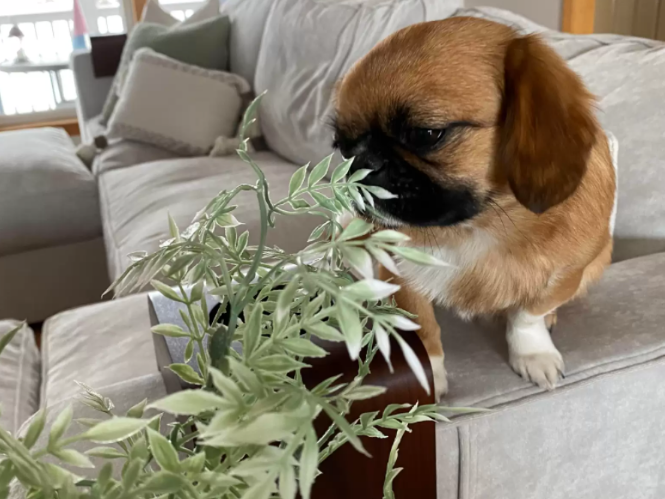 狗狗平生最大的爱好就是闻花香，不管家花野花还是假花