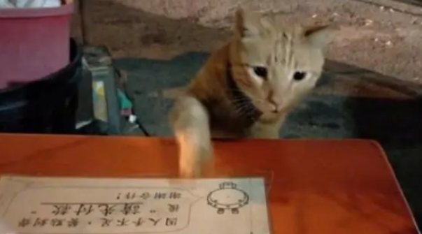 吃宵夜时偶遇橘猫拼桌，大橘点餐模样让人吃惊，一看就是老司机
