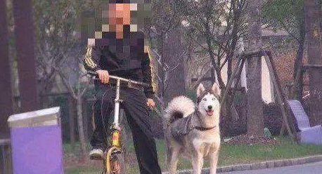 这位准备骑车溜哈士奇的主人，其实我已经猜到结局了，确实很痛