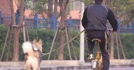 这位准备骑车溜哈士奇的主人，其实我已经猜到结局了，确实很痛