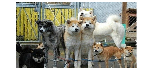 日本网友养八只秋田犬霸气出巡，惊呆网友