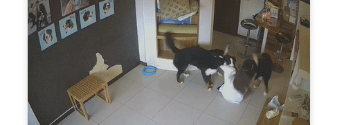 伯恩山犬听电话传神秘声音发狂，主人被推倒狂踏，原来是...