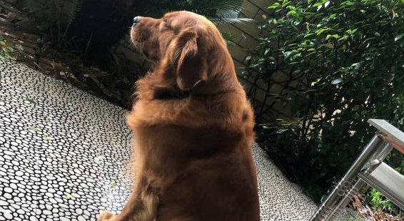 金毛脾气真好，把它关在这里不让出去，从来没有生过气