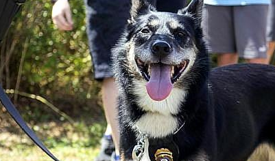 善心训犬师教会浪汪寻人，竟跨时空救了自己的儿子！