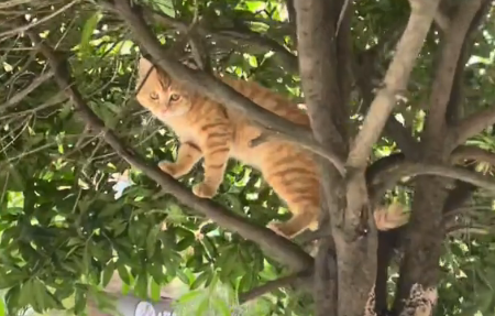 先别管猫了快去救车厘子！网友表示：真是给我整笑了