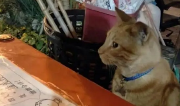吃宵夜时偶遇橘猫拼桌，大橘点餐模样让人吃惊，一看就是老司机