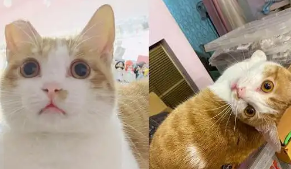 流浪猫可怜巴巴求收养，被收养后露出“真面目”