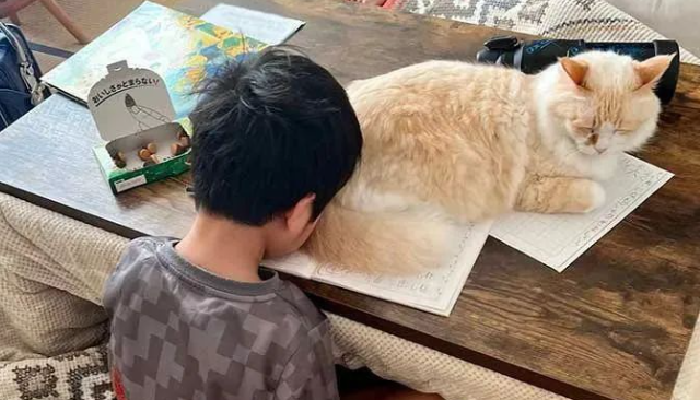 猫咪不让小铲屎官写作业，原来成绩不好真的是有猫腻的 ...