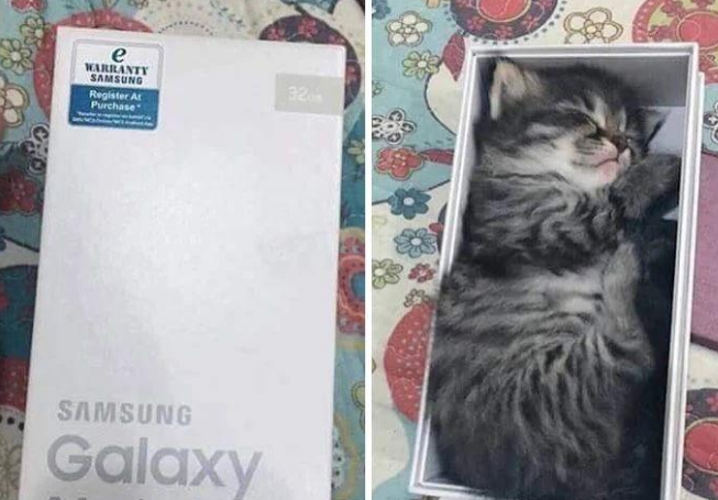 有些猫咪真是难伺候，买的猫窝不睡非睡在垃圾桶里