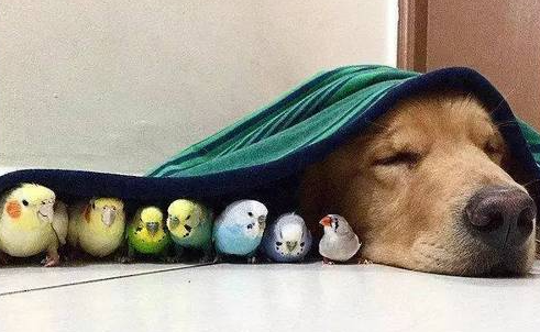 黄金猎犬以为主人败了一堆新玩具，近看发现它们居然会动