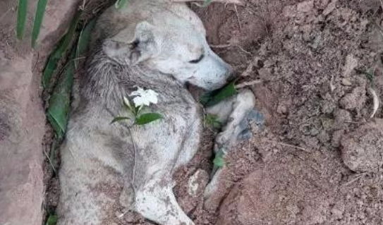 狗狗看到同伴被撞身亡，守在一旁不离不弃，感人举动让人泪如雨下 