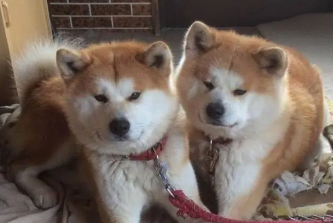 两只秋田犬睡觉总挤一起，连坐车都要争一窗