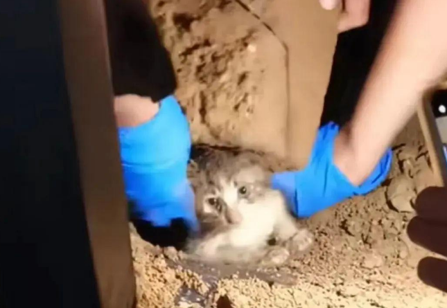 流浪狗刨土救出小奶猫，网友：这是狗狗侠