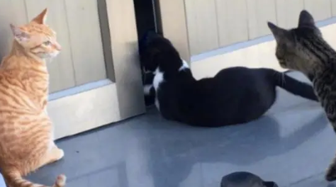 网友好心喂了一次流浪猫后，第二天发现，家中被组团光顾了