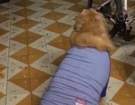 门口传来动静，仔细一看是猫咪爬窗回家，主人：啥时候跑出去的？