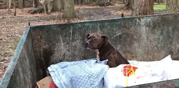 比特犬被丢垃圾桶，却待在里面不动，竟是因...真相让人愤怒！