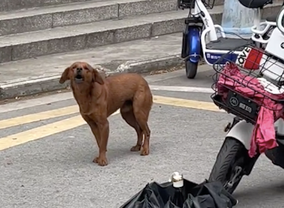 狗狗私自拆了个学生的羽绒服快递，然后躺在上面睡觉，真机灵呀