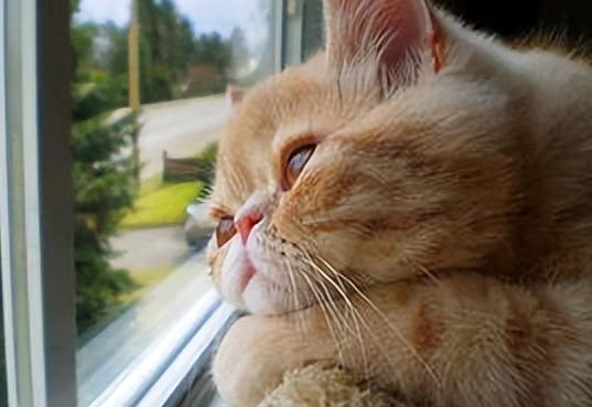 猫常玩失踪让主人着急，直到有一天它带回一张纸条，主人深感愧疚