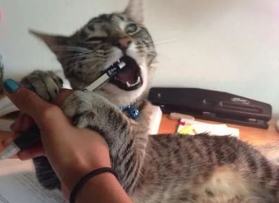 5只太黏人的猫咪，千方百计阻止铲屎官工作的模样，让人直呼可爱