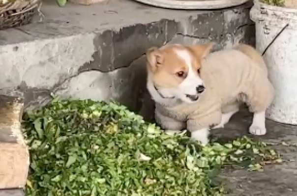 主人带柯基回村后，它竟爱上了吃猪食，怎么拉都不愿走，属猪的吧