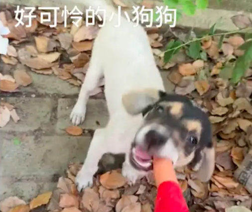 停车时遇到只小母狗，见到火腿肠尾巴摇的像螺旋桨
