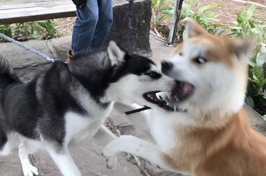 哈士奇跟烈性犬吵架，没想到被吓懵的二哈表情这么魔性