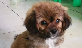 小奶狗被恶犬欺负，连续3次看到恶犬出门没拴绳，小奶狗发飙了 