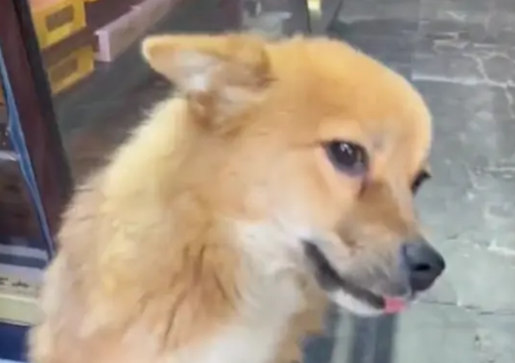 狗狗坐在商店门口，喜笑颜开还摆爪子摇尾巴，真会揽客呀！