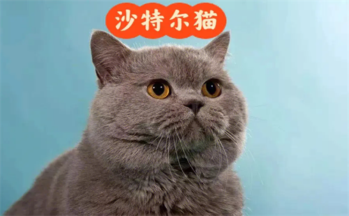 沙特尔猫