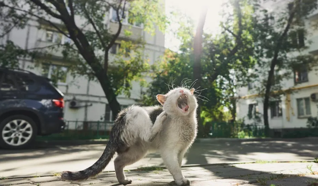 流浪猫被老人收养，成了小网红