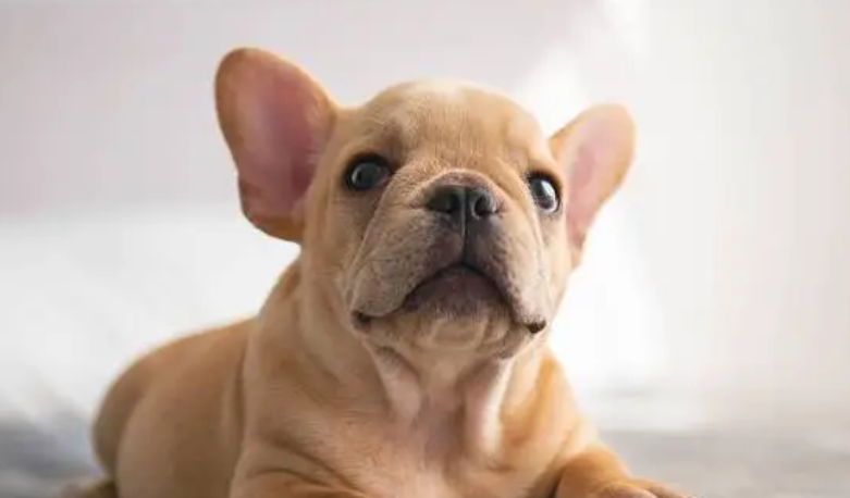 主人为了避免狗狗发情，竟想出了这个丧心病狂的避孕方法