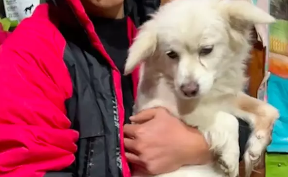 受伤狗狗被主人嫌弃拴在门外，扬言过年杀了吃，它还忠诚不愿离开 