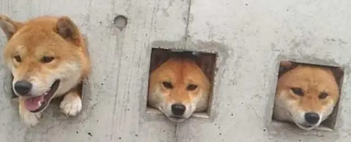 水泥墙把3只柴犬“封印”了，看到墙上的字后，网友笑炸锅！