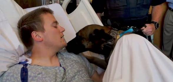 警犬3天不见搭档，激动得一直想扑上去！简直跟普通狗狗一样 