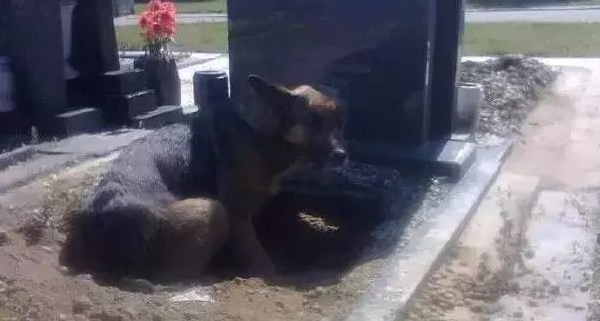 狗狗在墓碑前不肯离去，别人都以为它是在守护逝去的主人