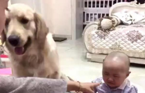 看着小主人被妈妈责骂，金毛狗一个劲地护着自己的小主人，好懂事！