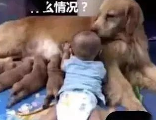 金毛在喂奶，宝宝也偷偷爬过去吸奶，金毛的反应瞬间暖哭！