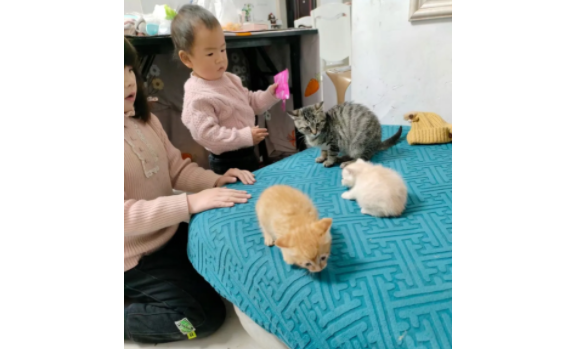 过年离开家五天，回来后竟多了窝奶猫，一只还给猫妈，两只…