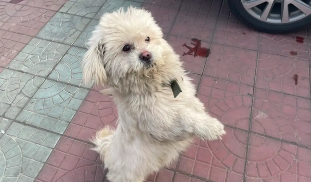 过年狗狗被遗弃在高速服务区，它还痴痴在原地等，却再也等不到了