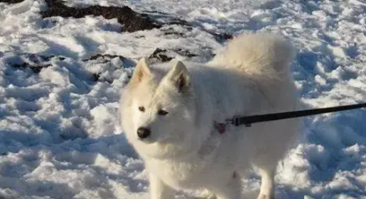 一种鲜为人知的雪橇犬，因为用处越来越少它们不得不被主人射杀 