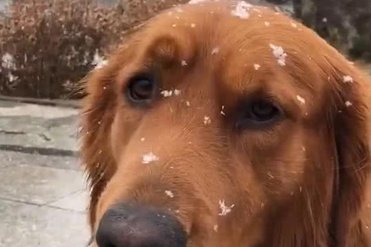 大雪纷飞，金毛狗狗在门外等候主人，暖暖一幕