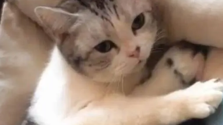 主人想抱小奶猫，猫妈就立刻护住，眼神好像在说：不准碰！萌炸了