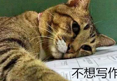 猫咪趴在主人的作业上，表情很是无望，网友：那是我的真实写照！