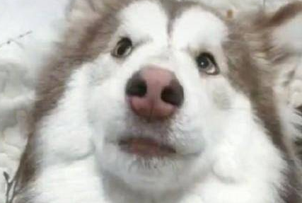 烟囱里钻出来的狗，咋长得这么像野猪呢？这狗洗洗还能要吗？
