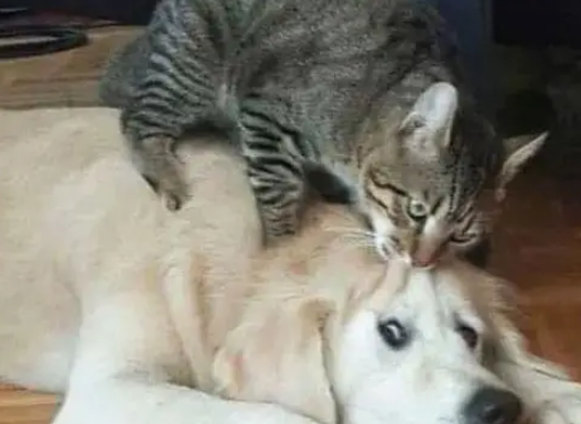 狗界的耻辱，被小奶猫欺负，狗子们看起来又可怜又好笑