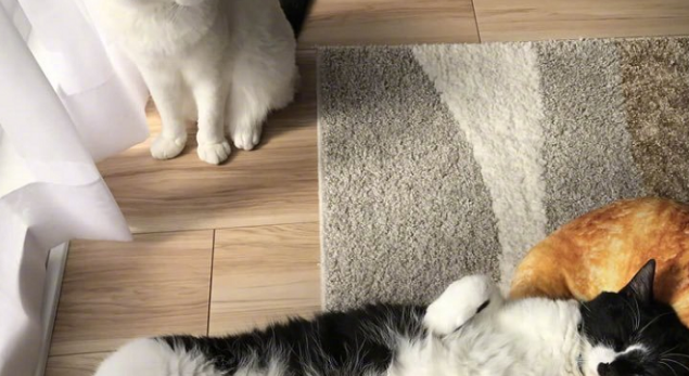 宠主新买了个“面包垫子”，结果猫咪拿去享受了，猫：猫生巅峰！