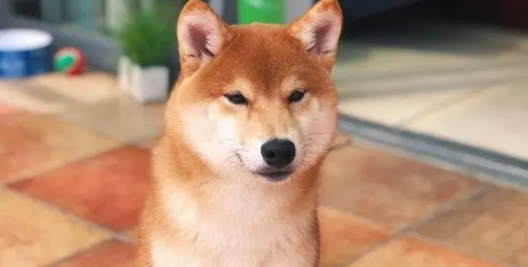不知不觉柴犬已经从当初的小狗变这么大了，真可爱！