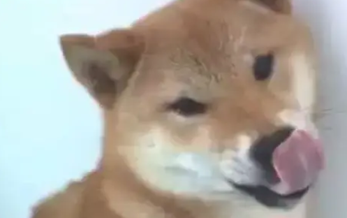 柴犬对着主人龇牙咧嘴，主人上去就是一巴掌：活腻歪了是吧？