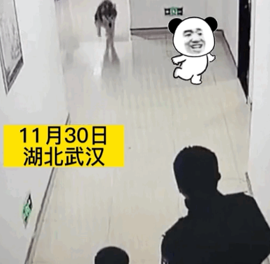 阿拉斯加将民警撞翻在地，被公开处“刑”…网友：影响它孩子考公务员吗？